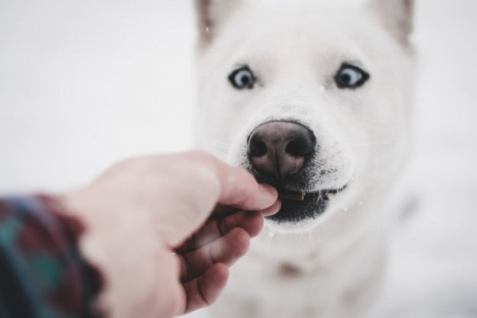 Ein Hund bekommt ein Leckerchen als Belohnung