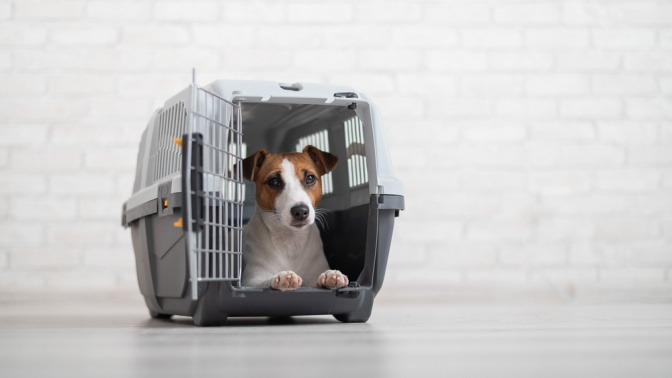 Hund vor einer Transportbox