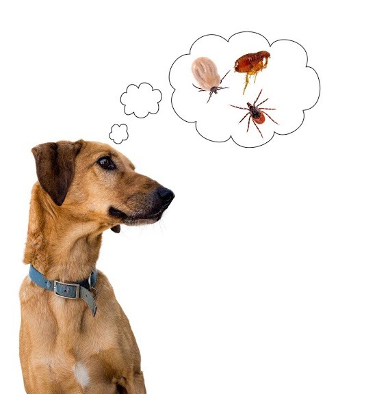 Mittel gegen Milben: Hund vor Ungeziefer befreien