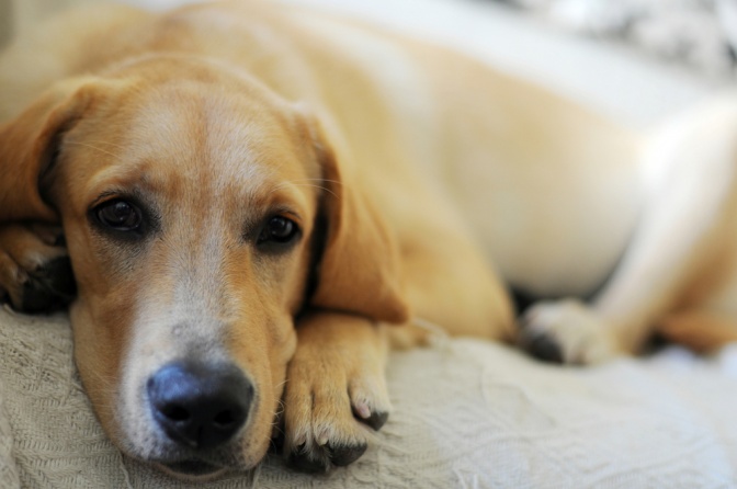 Der helle Labrador hat einen traurigen Blick