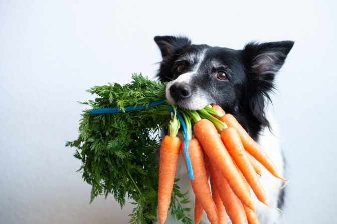 Hund mit einem Bund Karotten im Maul.
