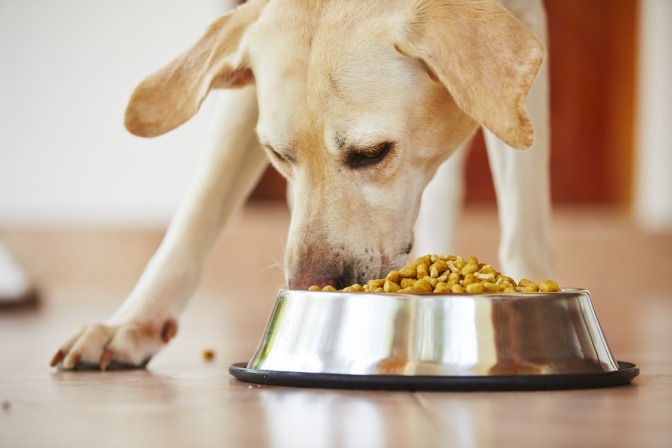 Hund frisst aus einem Napf