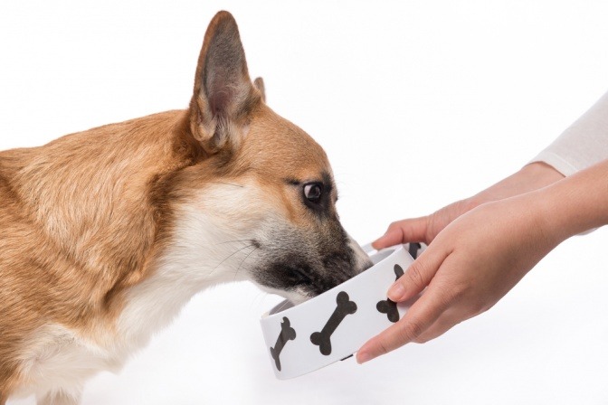 Ein Hund frisst aus einem Napf