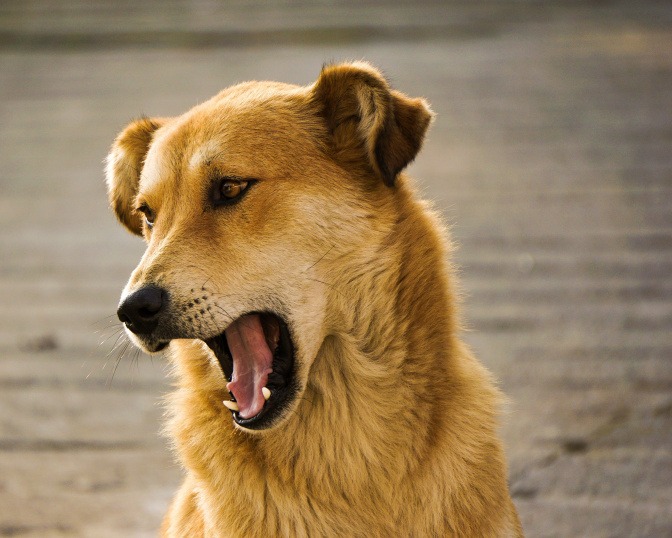 Ein Hund gähnt