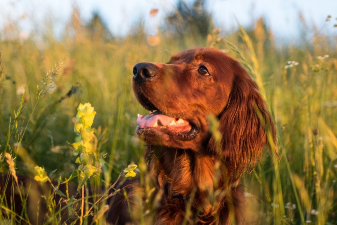 Ein Hund liegt im hohen Gras