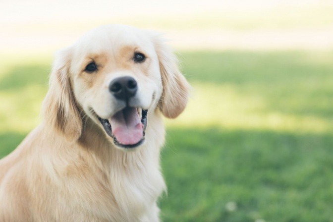 Ein goldfarbener Hund sitzt im Gras und sollte sich vor Zecken schützen