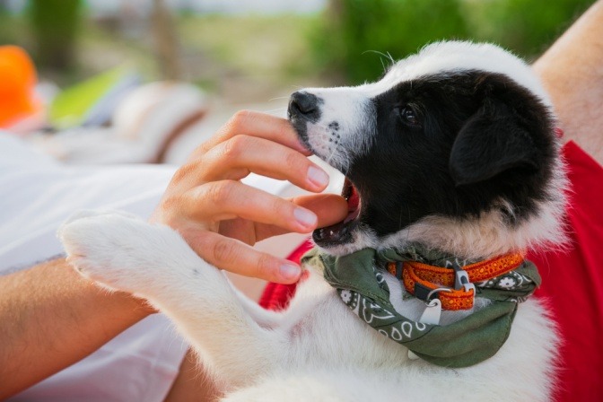 Ein junger kleiner Hund spielt mit der Hand seines Besitzers.