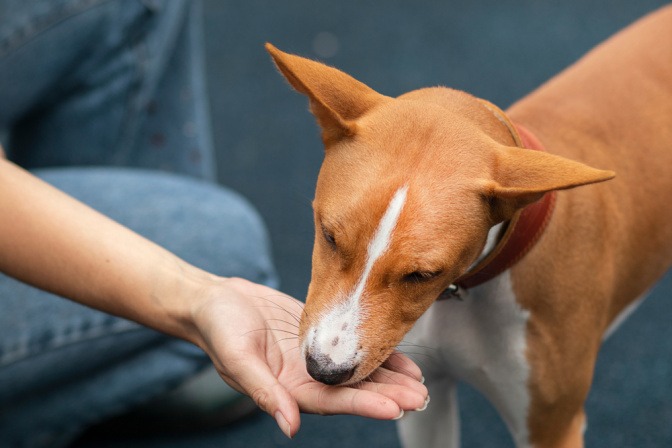 Hund frisst von der Hand für mehr Appetit