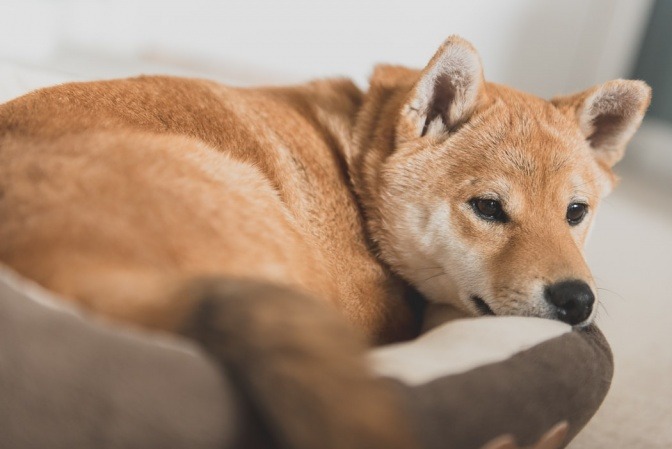 Ein brauner Hund liegt im Hundekorb