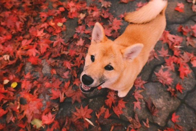 Ein Hund steht inmitten roter Herbstblätter, die am Boden liegen
