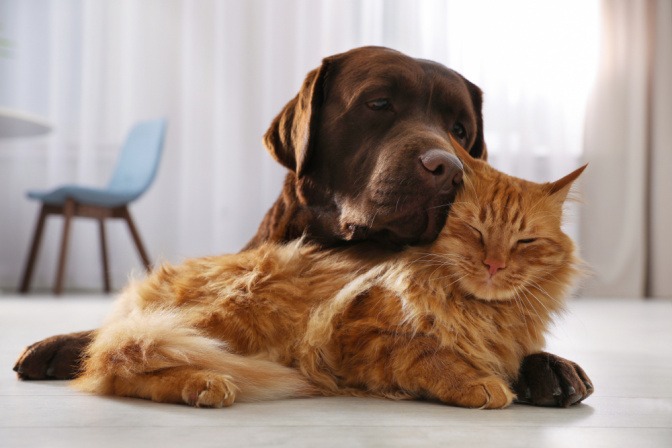 Hund und Katze kuscheln zufrieden aneinander