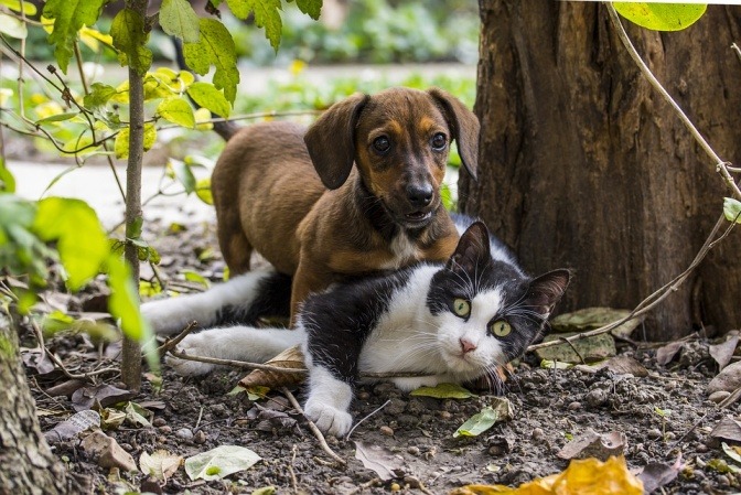 Ein Hund und eine Katze spielen im Wald
