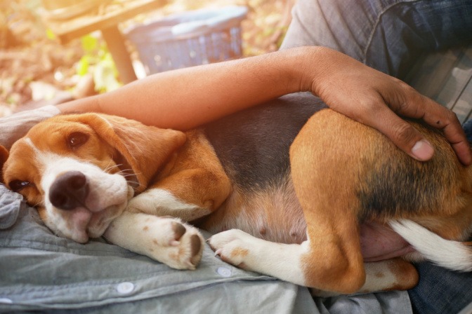 Hund zusammengerollt am Schoß