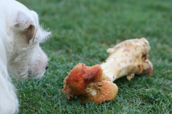 Ein weißer Hund schaut auf einen großen Knochen