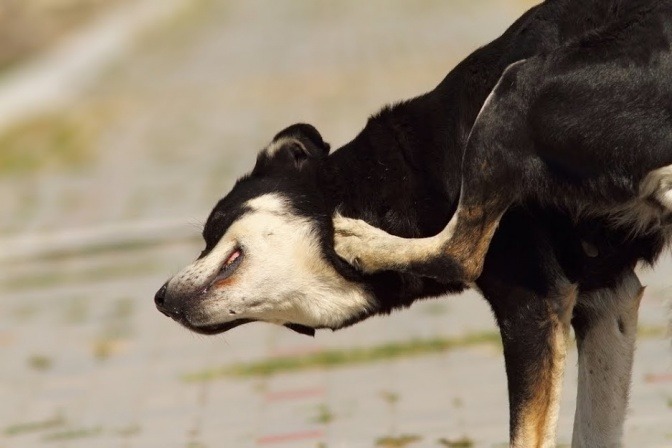 Ein Hund kratzt sich am Kopf