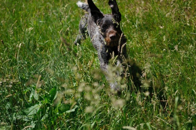 Ein Hund läuft durch das hohe Gras