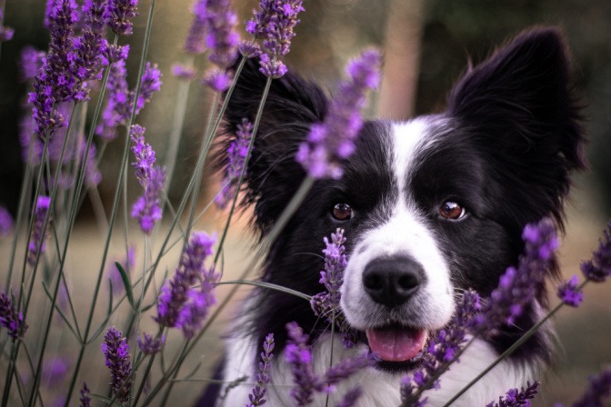 Hund im Lavendel