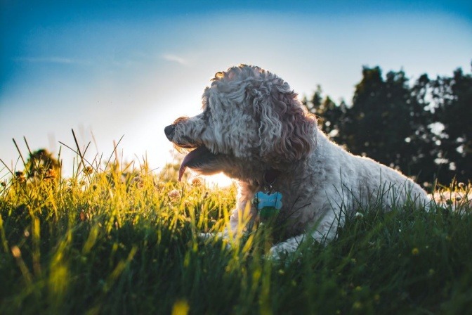 Ein Hund liegt im hohen Gras