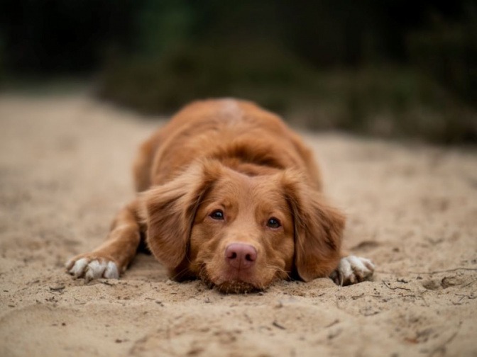 Ein Hund liegt im Sand