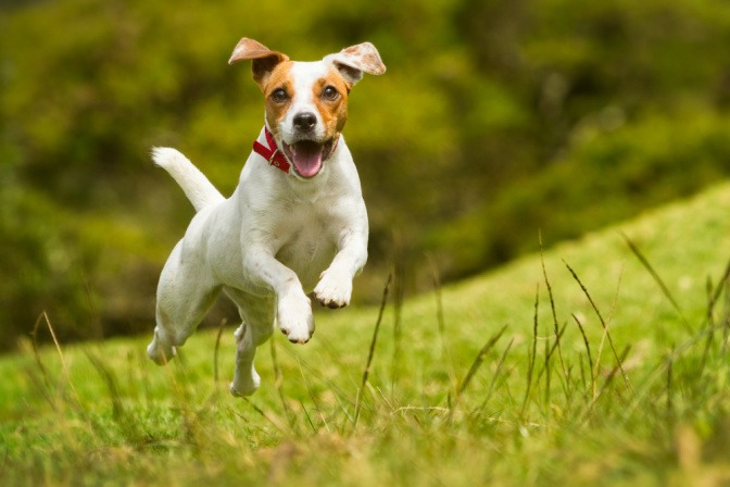 Ein Jack Russell Terrier hüpft fröhlich über eine Wiese.
