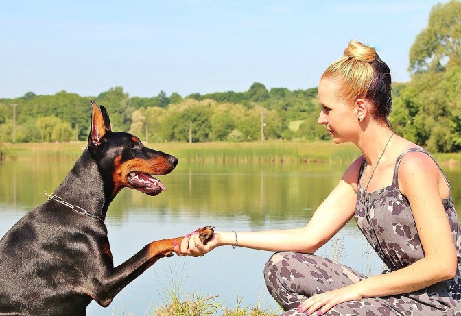 Hund gibt Frau Pfötchen