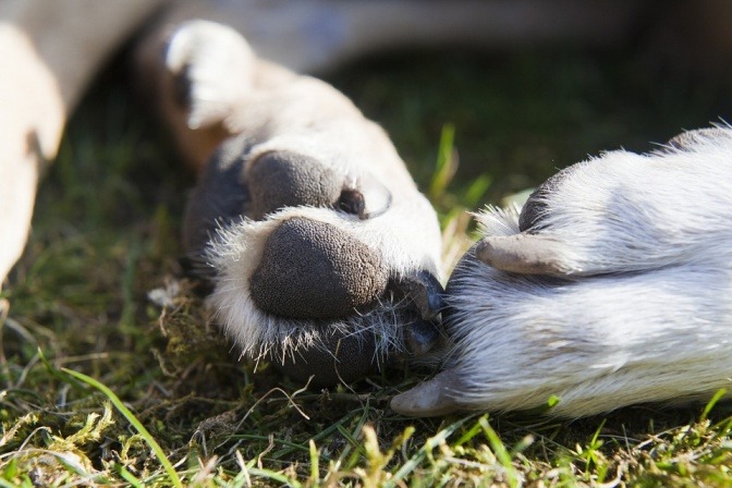 Die Pfoten eines Hundes liegen im Gras