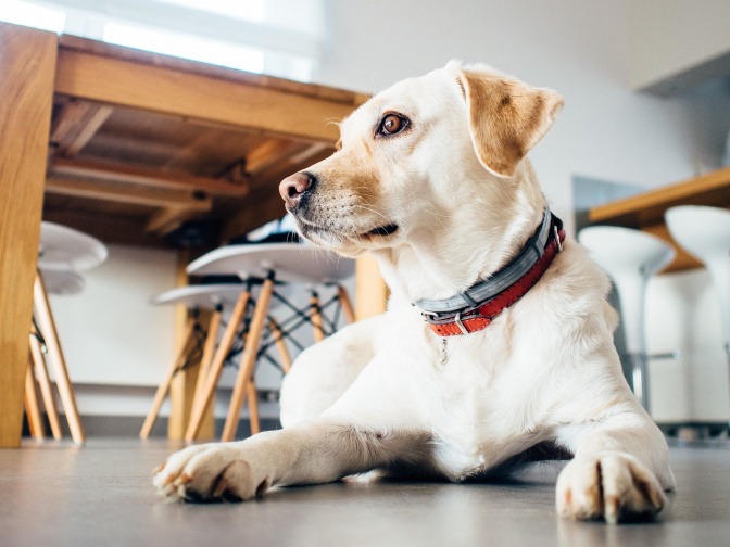 Ein Hund liegt geduldig in einem Raum mit vielen Sesseln