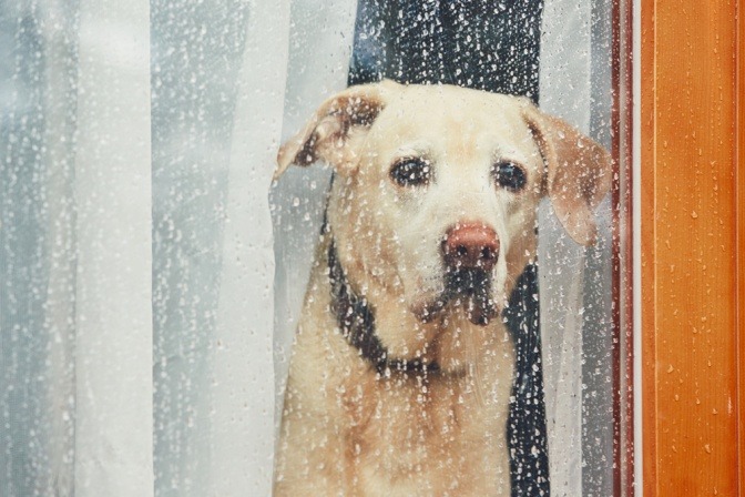 Ein heller Labrador blickt traurig durch ein Fenster, während es draußen in Strömen regnet.