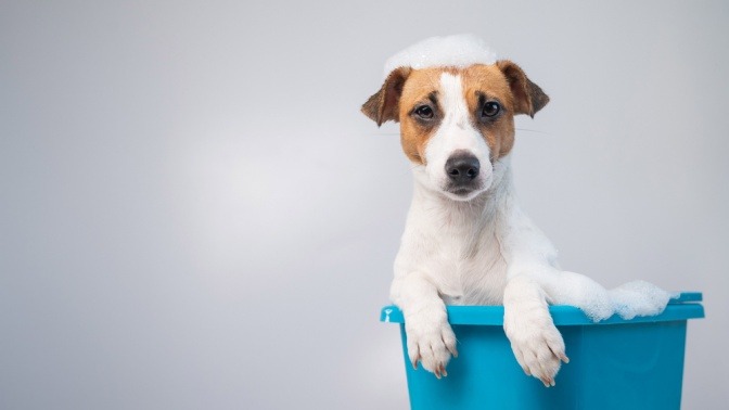 Intimbereich Hund reinigen bedeutet für diesen Jack Russel Terrier ein Bad in einem Wischeimer. 