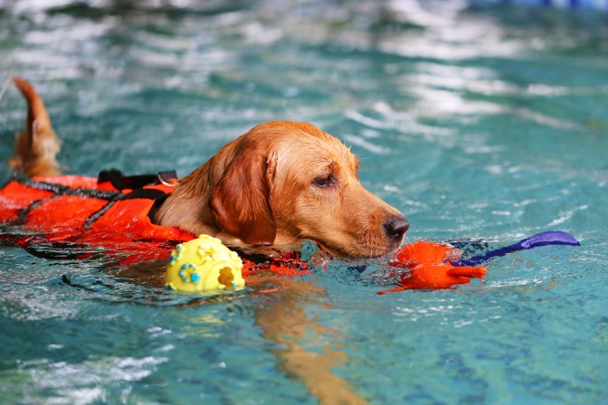Ein Labrador schwimmt im Wasser