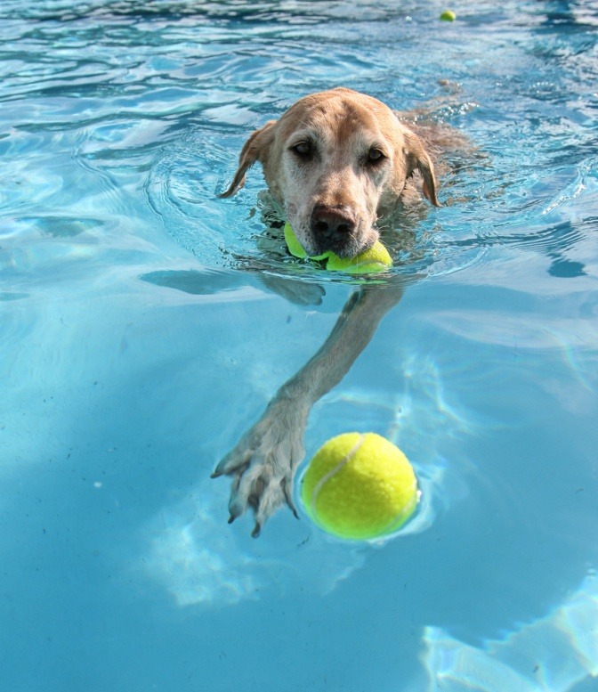 Ein Golden Retriever schwimmt im Wasser 