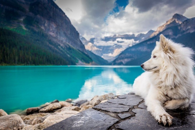 Ein Hund liegt auf einem Stein vor einem tiefblauen See