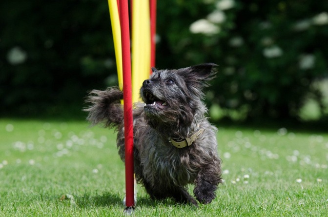 Optimales Training beim Hund Muskelaufbau stärken