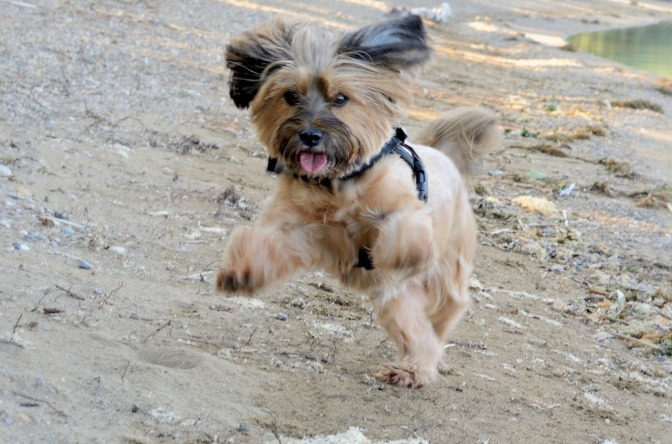 Kleiner Hund springt in die Luft.