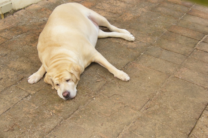 Ein dicker Labrador liegt am Boden