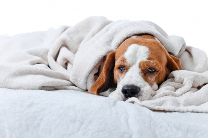 Ein kranker Hund liegt unter einer Decke