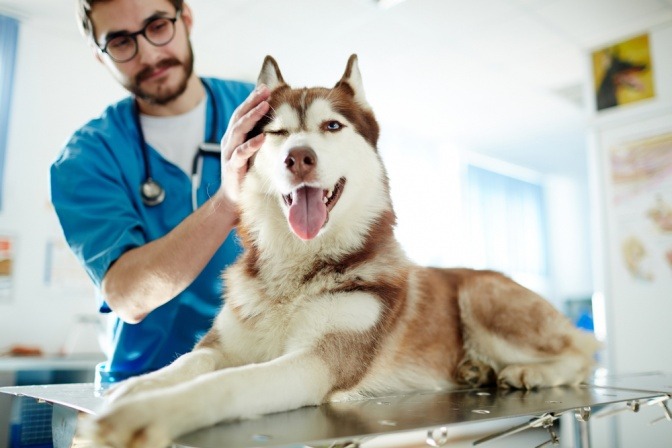 Ein brauner Husky wirkt zufrieden trotz einer Behandlung beim gut gelaunten Tierarzt.