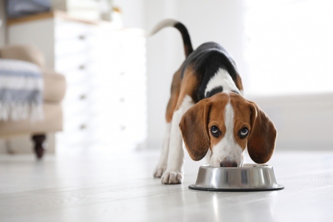 Hund mit Futterschüssel.