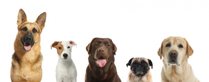 Ein Gruppenfoto mit Hunden verschiedener Rassen nebeneinander.