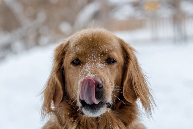 Ein Hund schleckt über seine mit Schnee bedeckte Schnauze