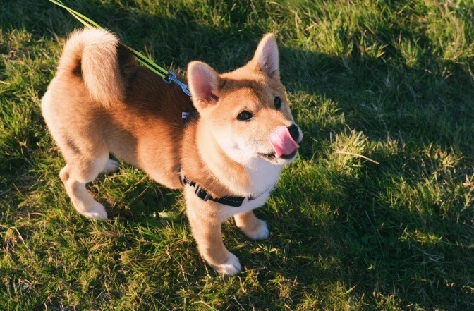 Ein brauner Hund leckt sich das Maul