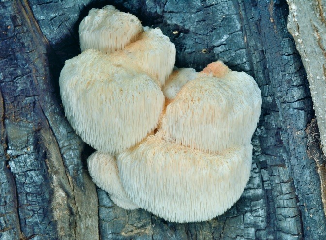 Hericium Erinaceus (Igelstachelbart) wächst am Baum