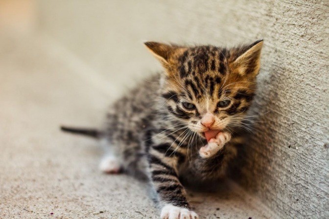 Eine junge Katze leckt sich über ihre Pfote