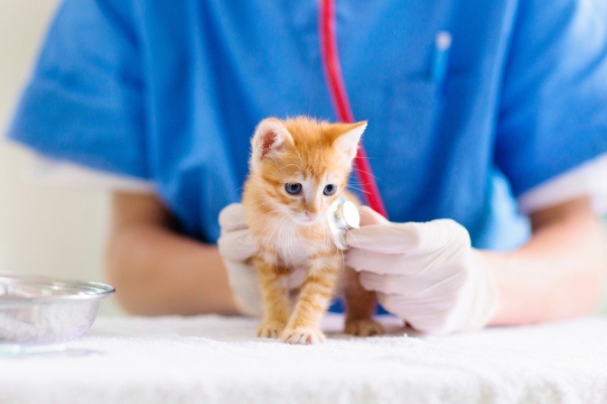 Kätzchen beim Tierarzt.