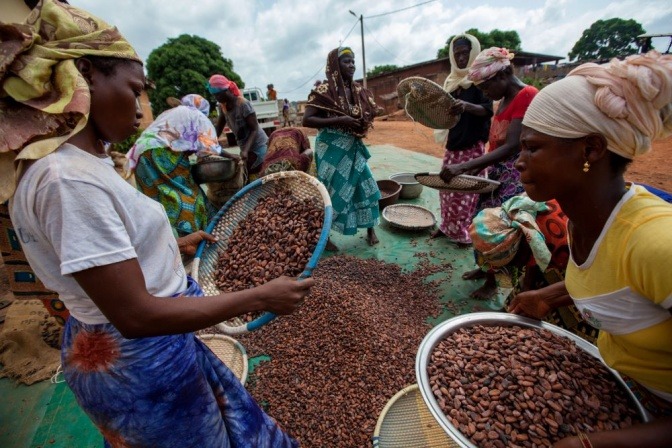 Frauen sind bei der Kakaoernte in Cote d'Ivoire