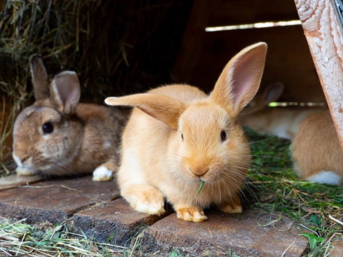 Zwei Kaninchen sitzen nebeneinander