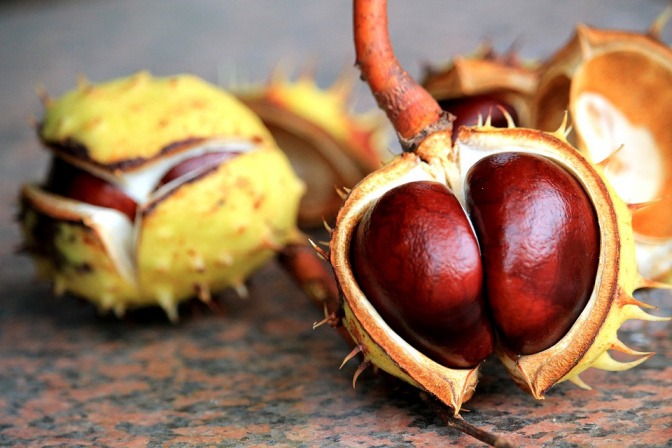 In einer grünen Fruchtschale befinden sich frische Kastanien