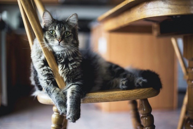 Eine Katze liegt auf dem Küchensessel