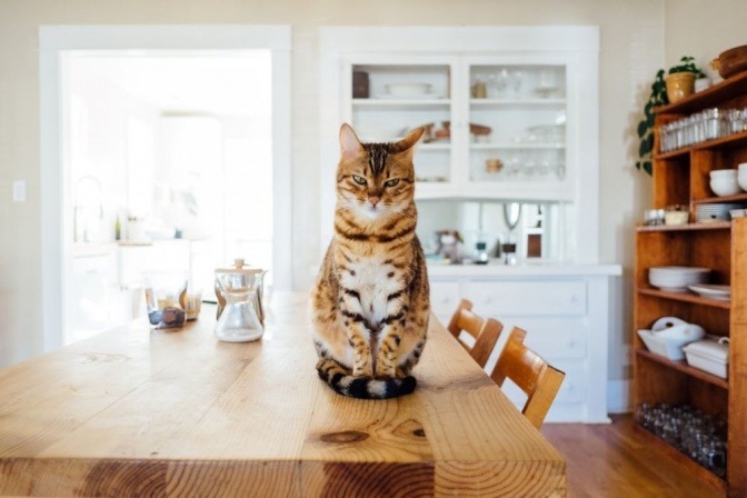 Eine Katze sitzt auf dem Küchentisch
