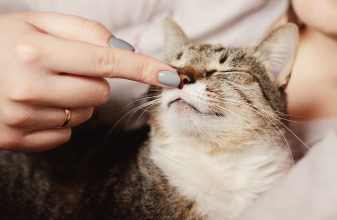 Glückliche Katze, die von ihrer Besitzerin sanft auf die Nase gestupst wird. 